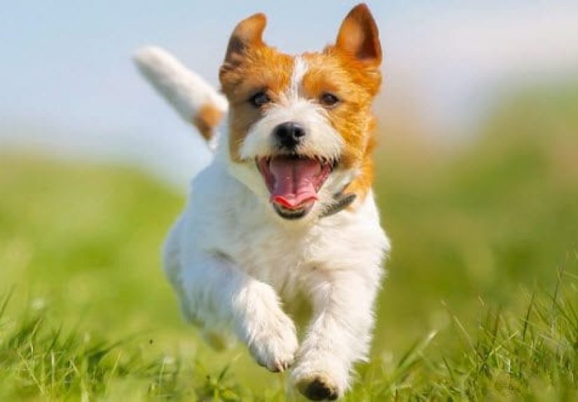 10 Incredible Rescues By Dogs That Will Warm Your Heart