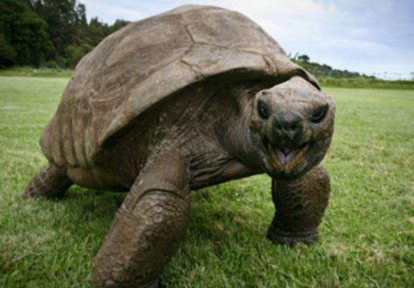 10 Oldest Animals Alive