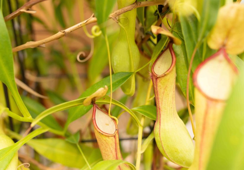 14 Pretty Carnivorous Plants That Eat Bugs