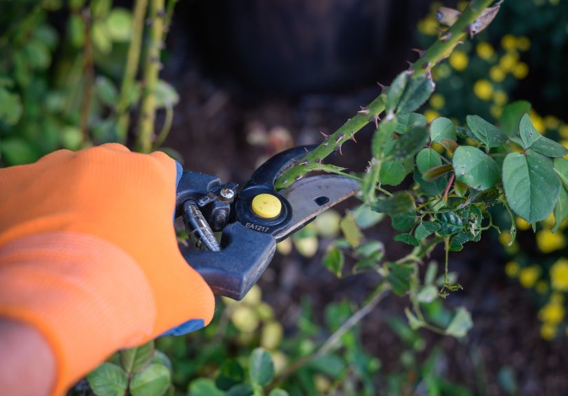 25 Gardening Tips Every Gardener Should Know