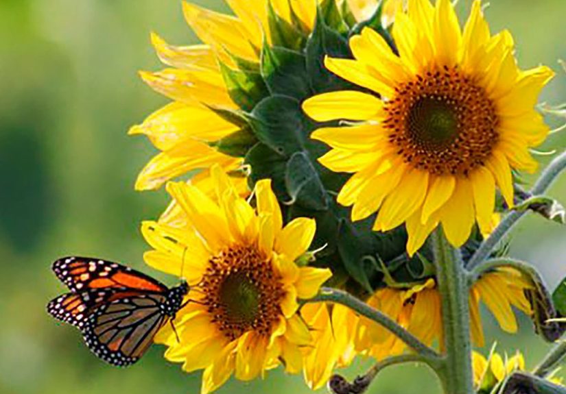 25 Tips for Planning the Perfect Garden