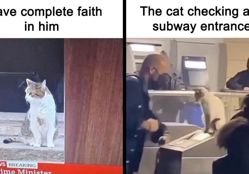 36 Funny And Furry Pics Of Cats Who Aren't Afraid Of A Hard Day’s Work