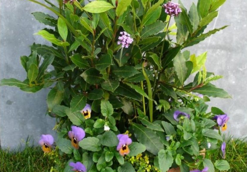 DIY: Extend the Season with Autumn Color