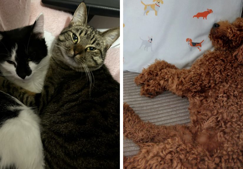 Hey Pandas, Share Pictures Of Your Sleepy Animals (Closed)