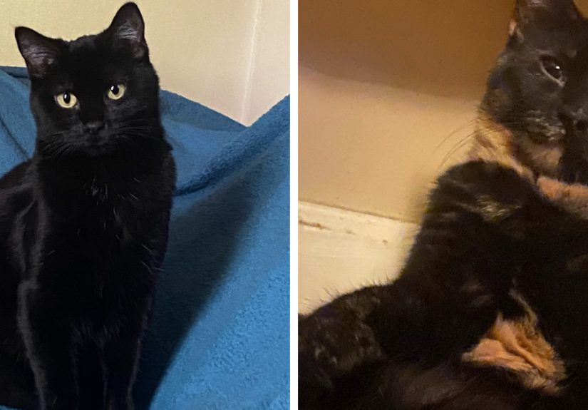 Hey Pandas, Show Your Cats (Closed)