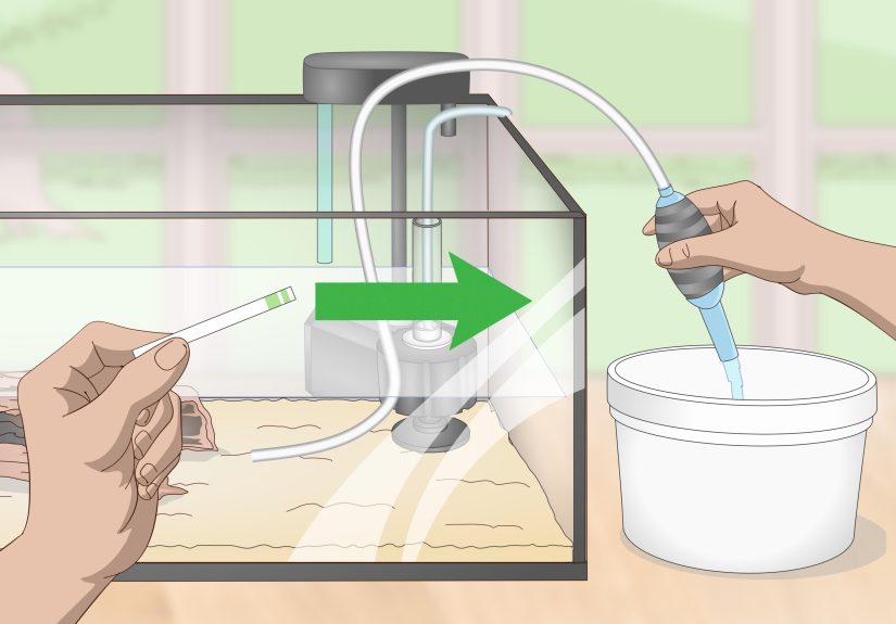 How to Do a Fishless Cycle