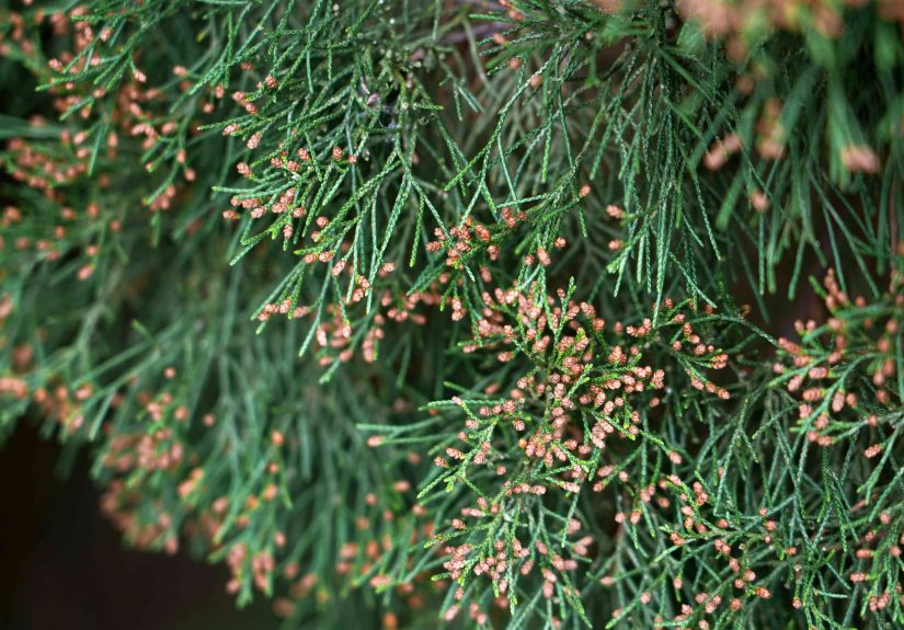 How to Grow and Care for Eastern Red Cedar