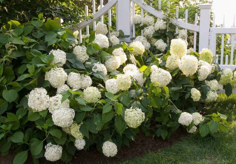 How to Make Hydrangeas Bloom More, Depending on Type