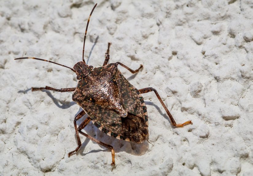 Keep Pests Out of Your House This Fall with 3 Expert-Backed Fixes