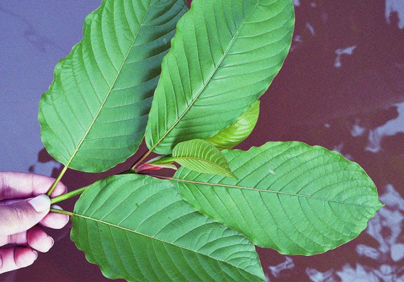 Kratom Tea: Health Benefits, Risks, and Alternatives