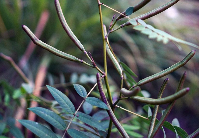 Should you drink senna tea? Uses and warnings