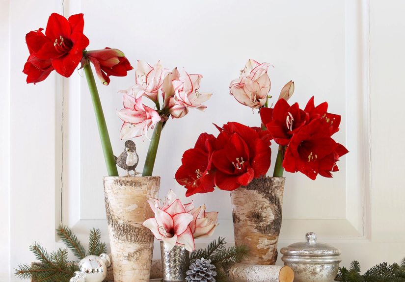 The 7 Best Indoor Plants for Christmas Decorating