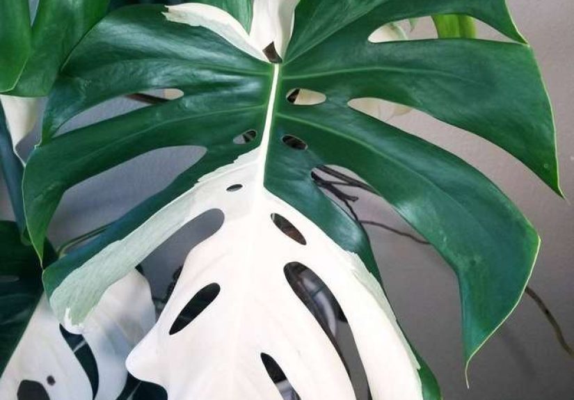 The Most Expensive Houseplants People Actually Buy - Bob Vila