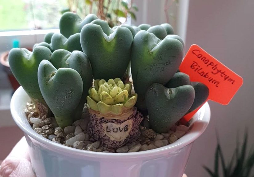 This Rare, Heart-Shaped Succulent Looks Too Cute to Be Real