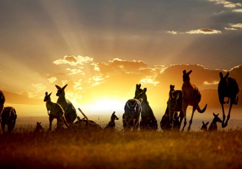 10 Fascinating Facts About Australia