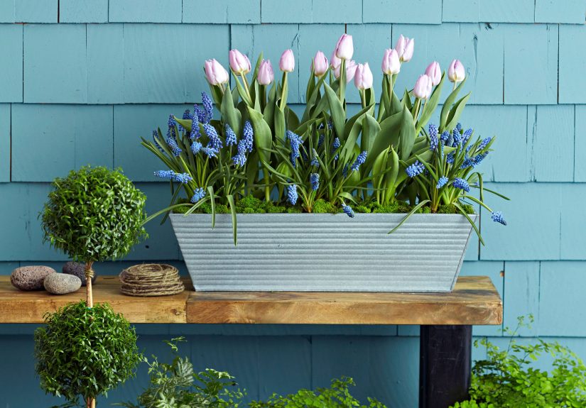11 Bulb Garden Design Ideas to Show Off Spectacular Flowers