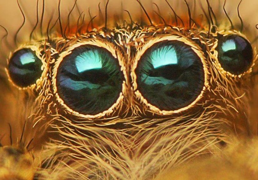 13 Disturbing Spider Facts That Will Make You More Scared of Them