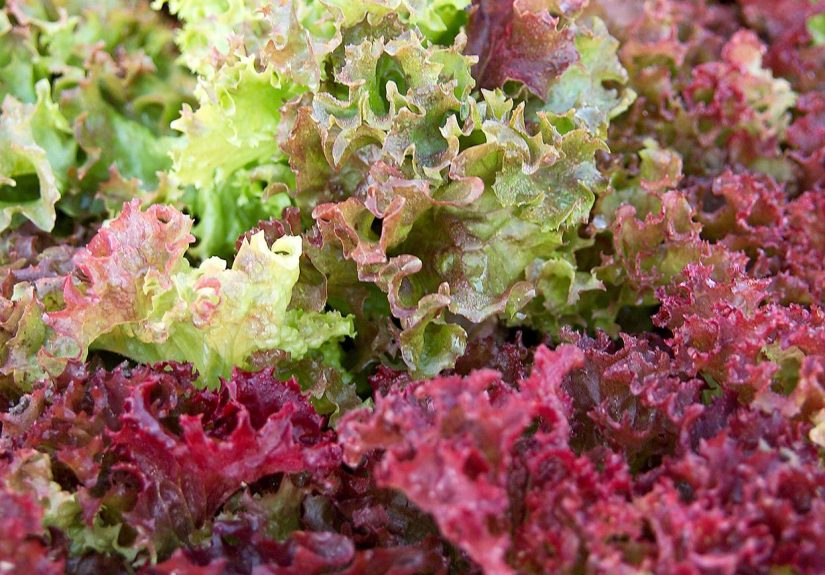 14 Best Vegetables to Plant and Grow in Winter