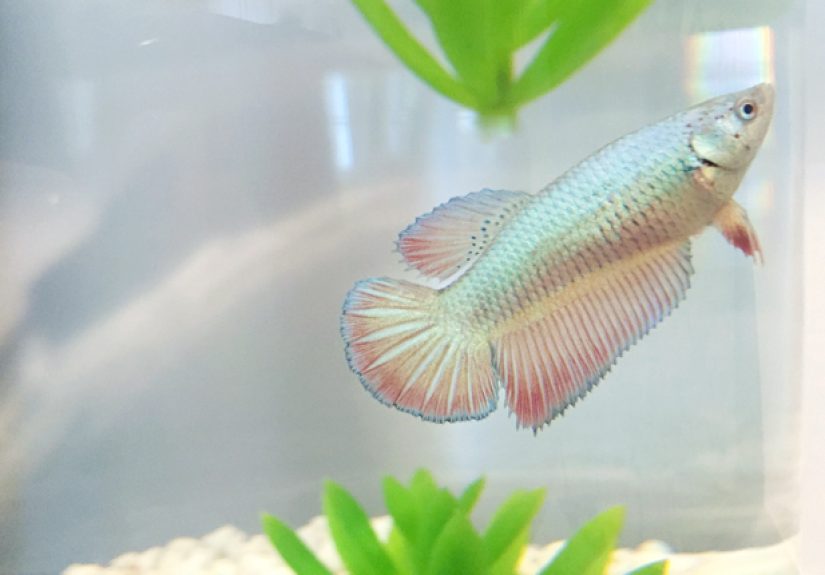 #2: Design TV Secrets With HGTV’s Sabrina Soto