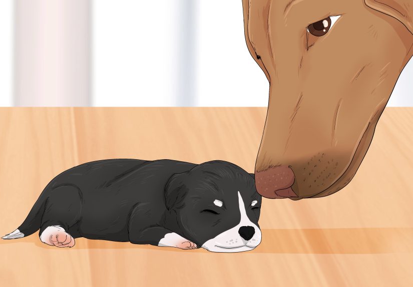3 Ways to Handle a Mother Dog Refusing to Stay with Her Puppies