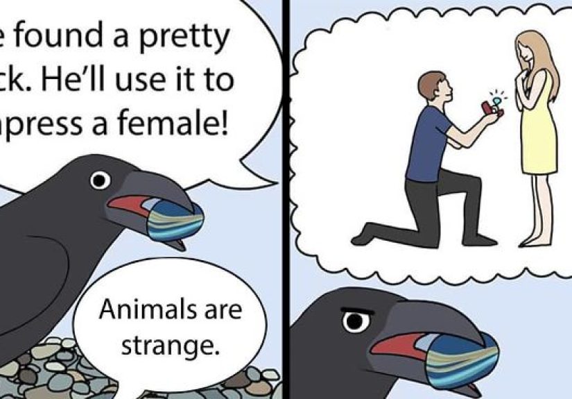 30 Funny Comics About Parrots, Illustrated By A Bird Owner
