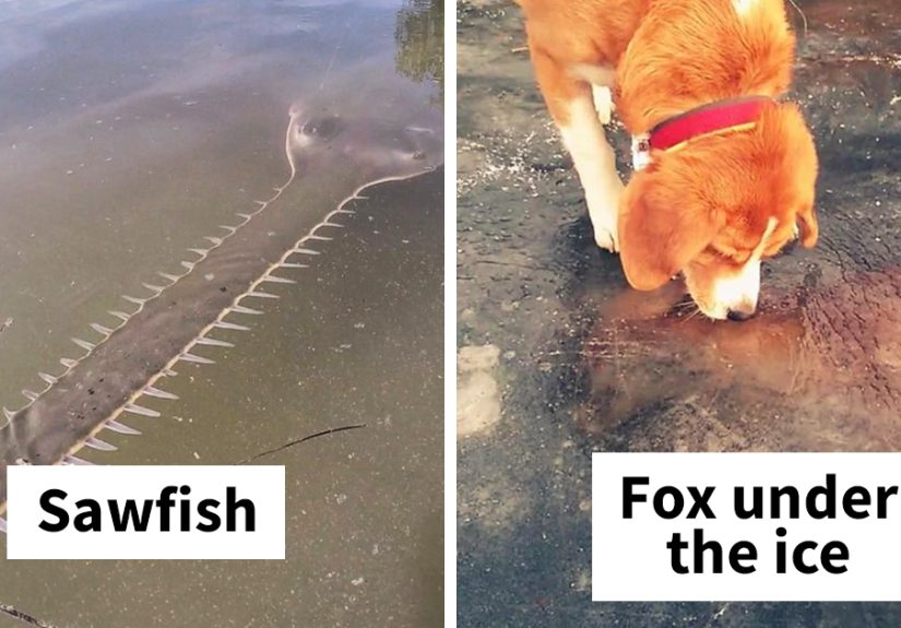 30 Times Nature Made Us Say &ldquo;NOPE&rdquo; (WARNING: This List Is Not For Sensitive People)