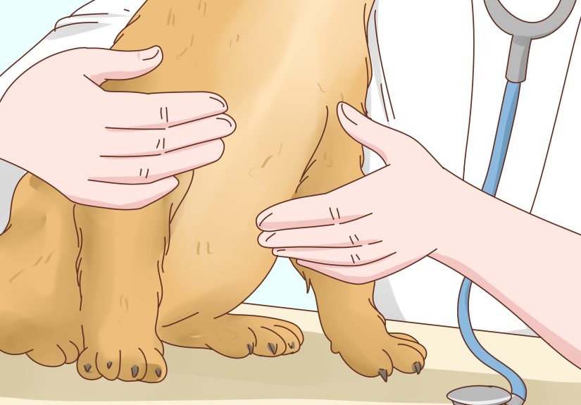 4 Ways to Tell if Your Dog Is in Heat