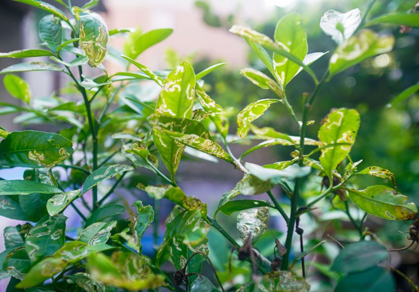 7 Simple Tips to Stop Leaf Miners from Hurting Your Lemon Tree