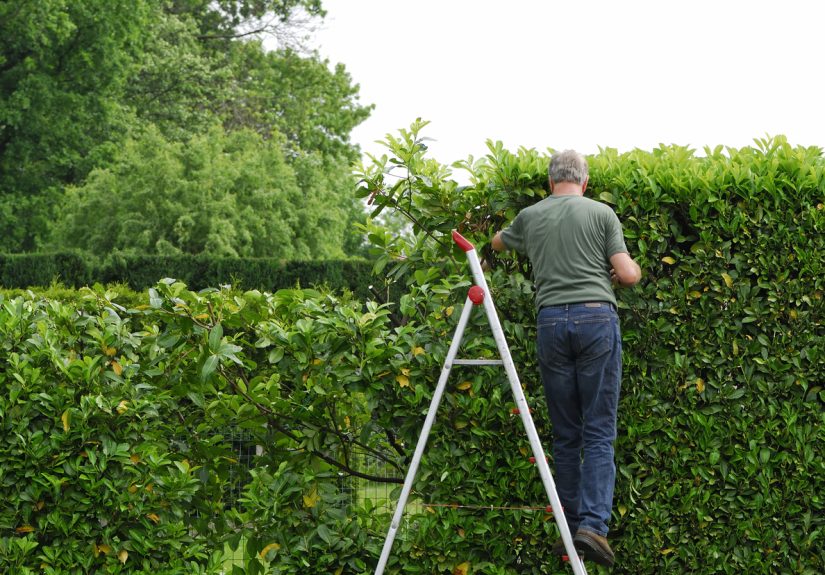 8 Pruning Mistakes to Avoid in Your Plant Care Routine - Bob Vila