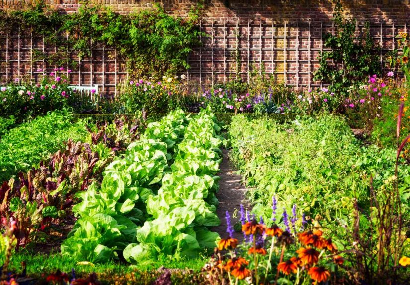 A Full Guide to Companion Plants for Your Garden