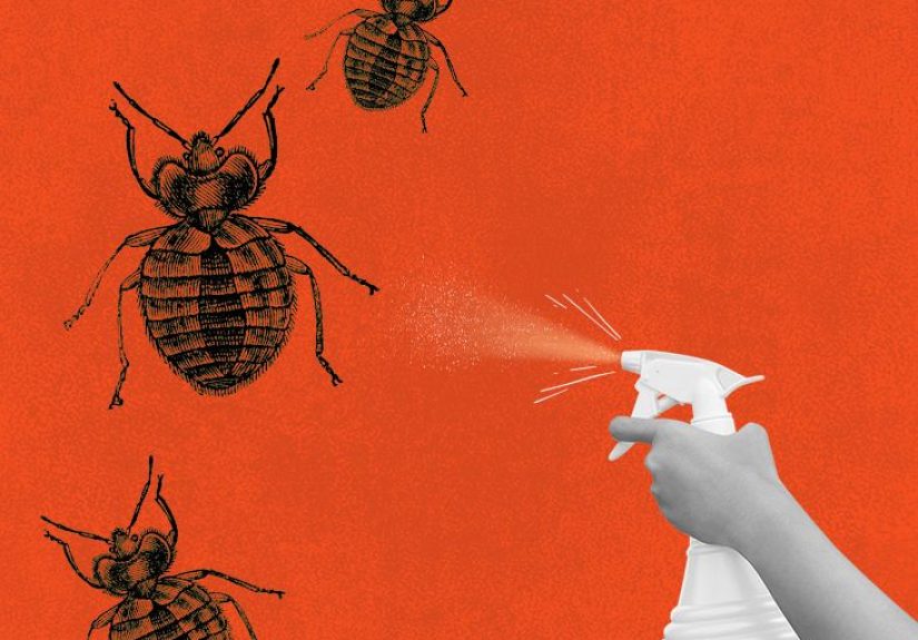 Bed bug sprays: Best product options and other tips