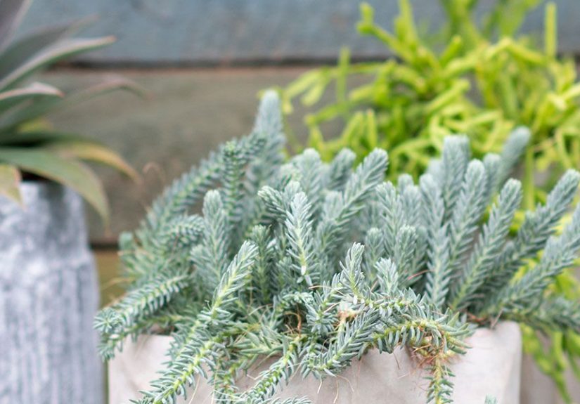 Choosing Houseplants