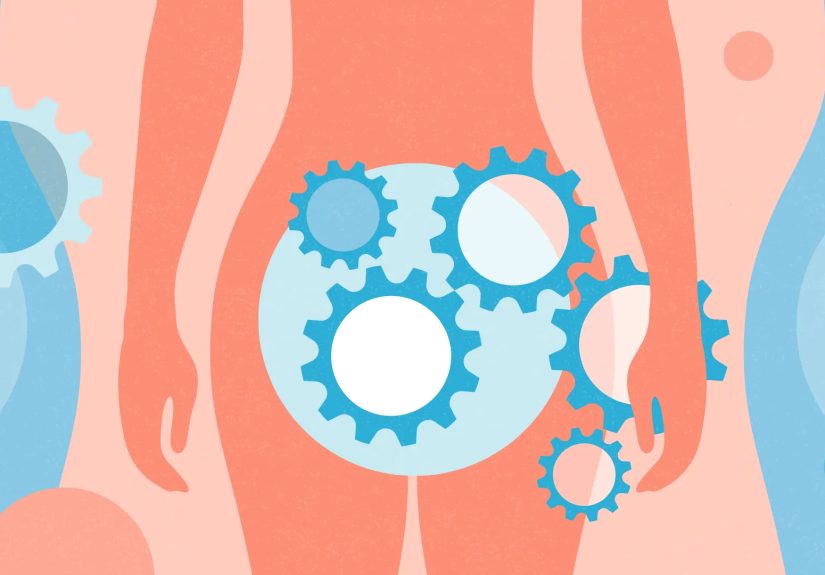 Complete Guide to Female Anatomy: Organs, Hormones, and Differences