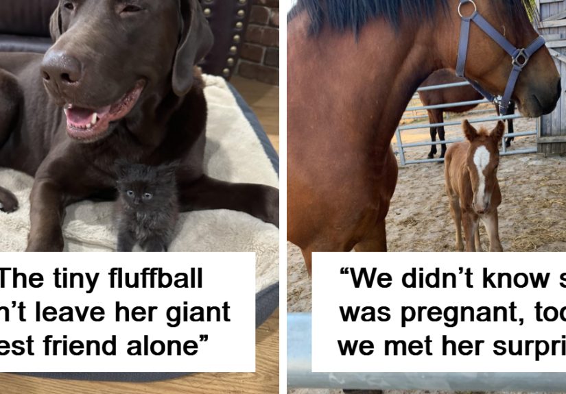 "Had A Visitor In Our Garden Today": 50 Cute Animal Pics That Deserve Your Attention