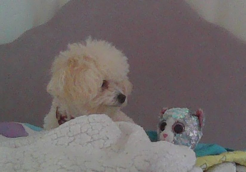 Hey Pandas , Show Me The Last Pic You Took