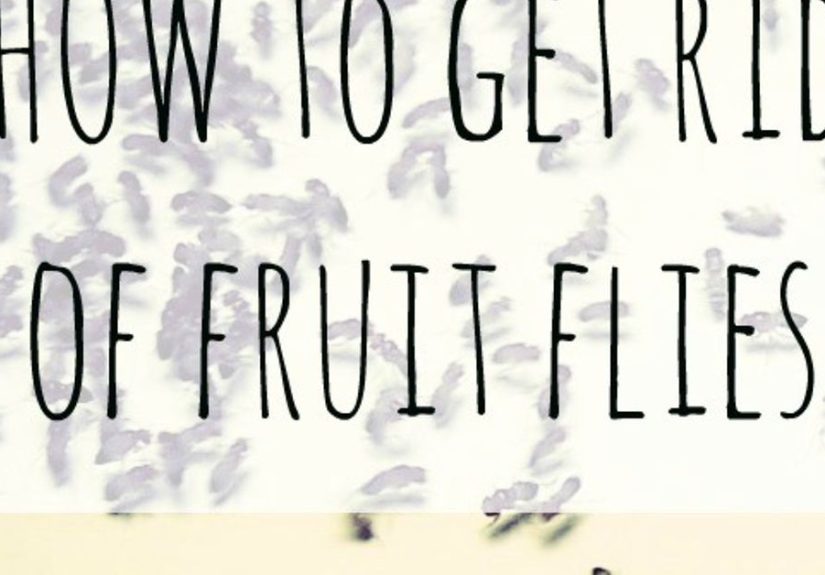 How to Get Rid of Fruit Flies With Household Items