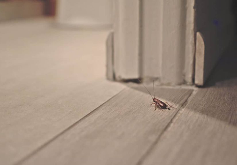 How to Get Rid of Roaches
