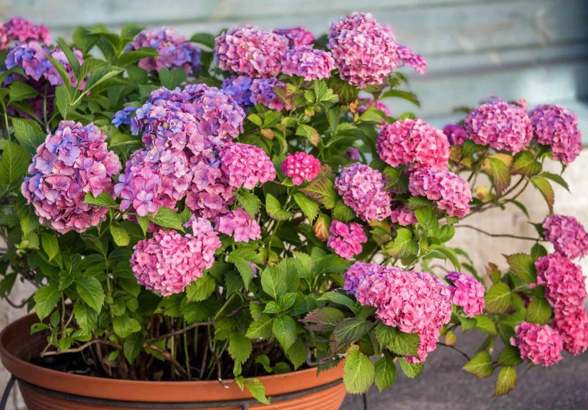 How to Grow and Care for Hydrangeas in Pots