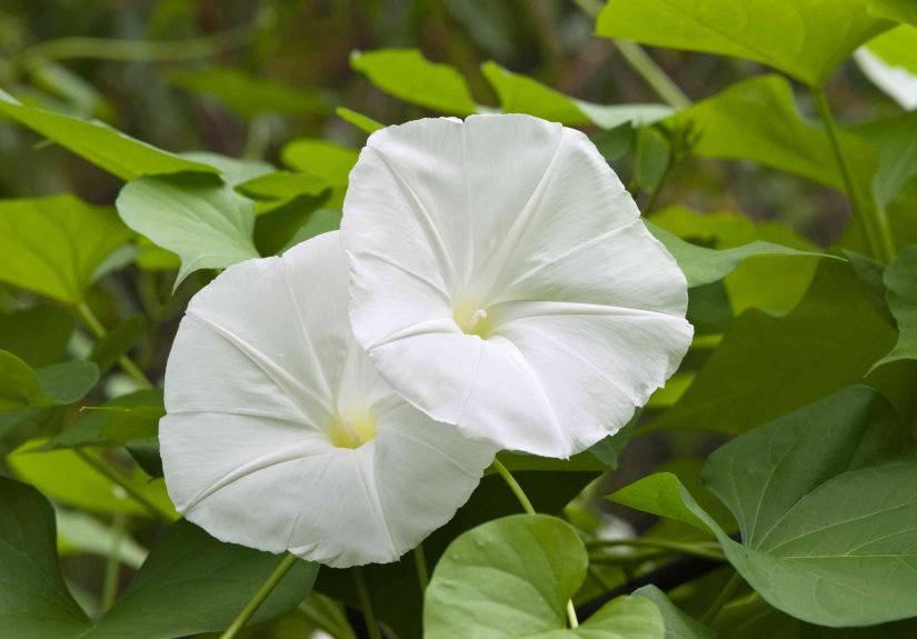 How to Grow and Care for Moonflower