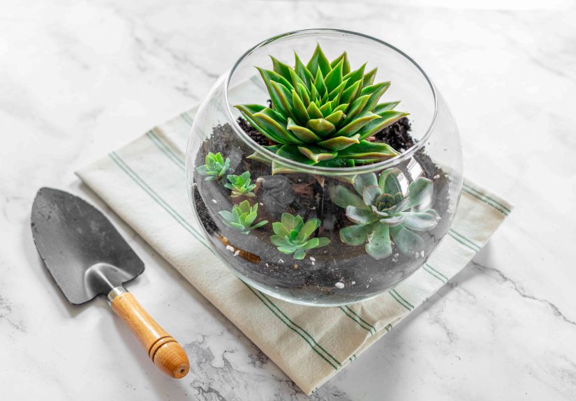 How to Make a DIY Succulent Terrarium Your Plants Will Love