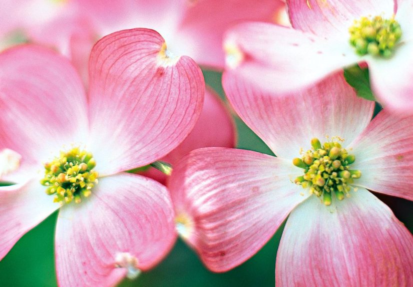 How to Plant and Grow a Dogwood Tree