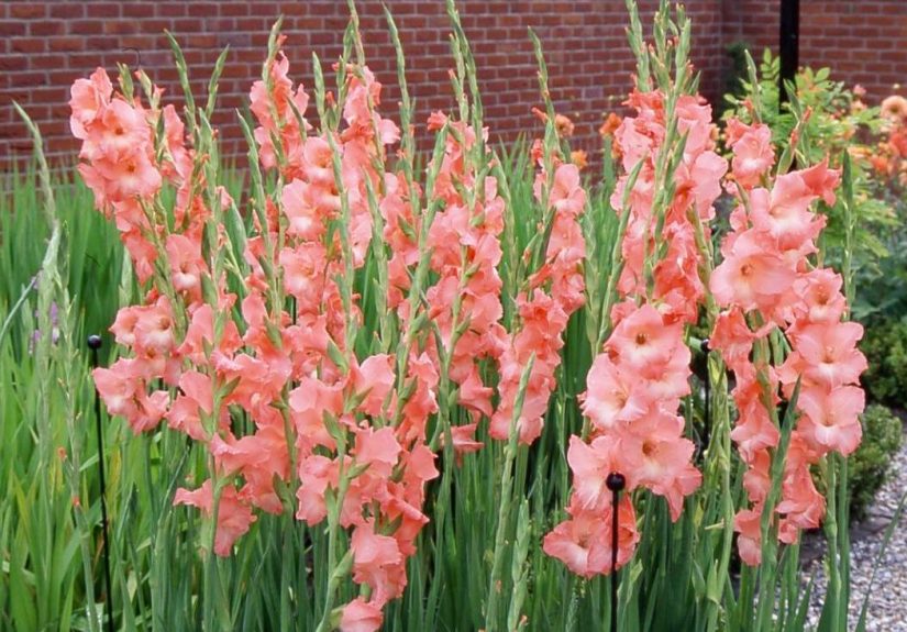 How to Plant and Grow Gladiolus