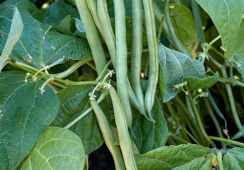 How to Plant and Grow Green Beans
