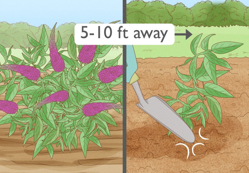How to Prune Buddleia: Timing, Trimming, Deadheading, & More