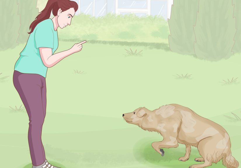 How to Report and Unethical Dog Breeder: Who to Contact