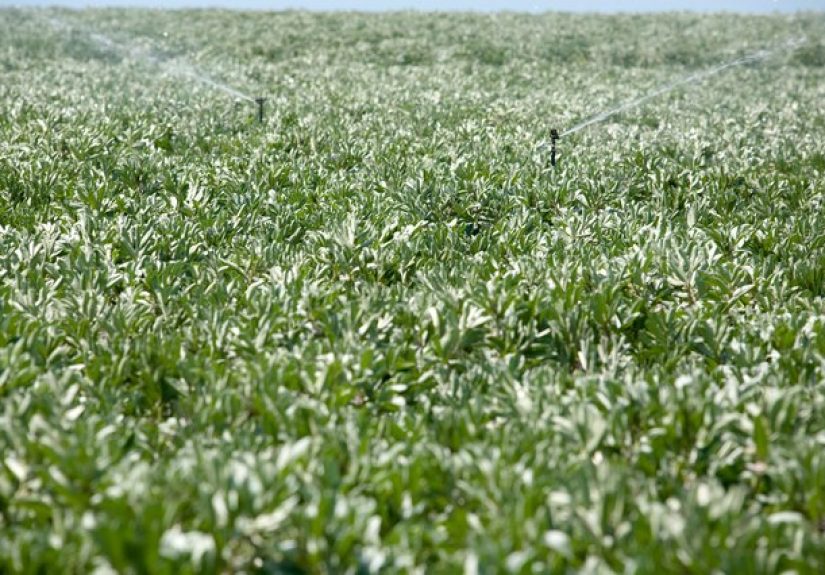 How to Troubleshoot the Solenoid Valve on Rainbird Automatic Sprinklers