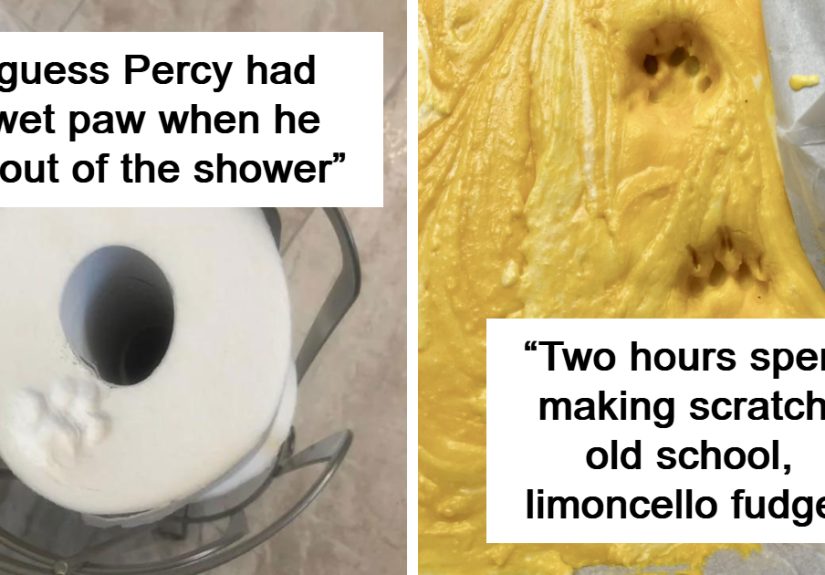 &ldquo;I Turned My Back For One Second&rdquo;: 50 Cute Cat Paw Prints That Prove Cats Truly Don&rsquo;t Care And Never Did