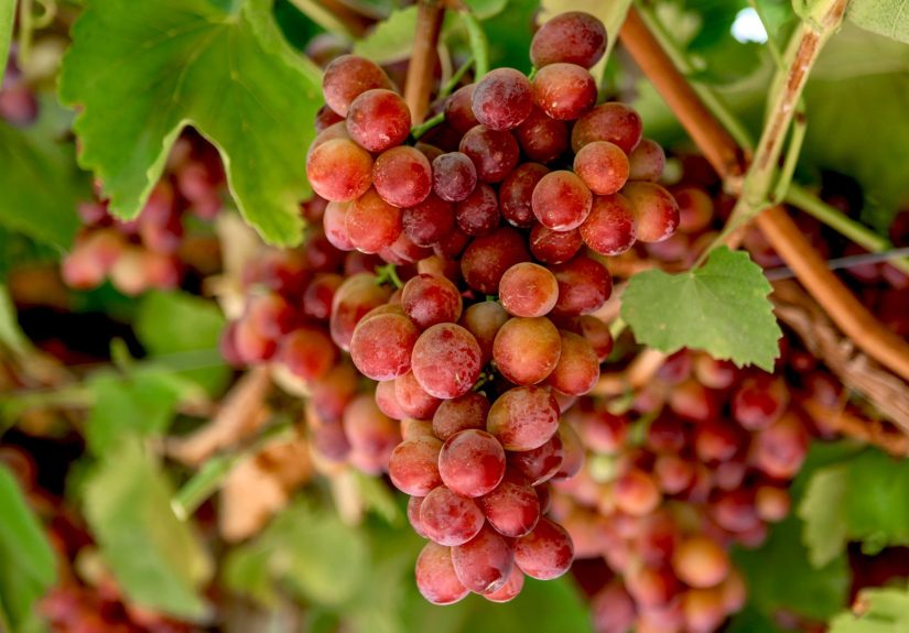 My Entire Family Flipped for Candy Hearts Grapes