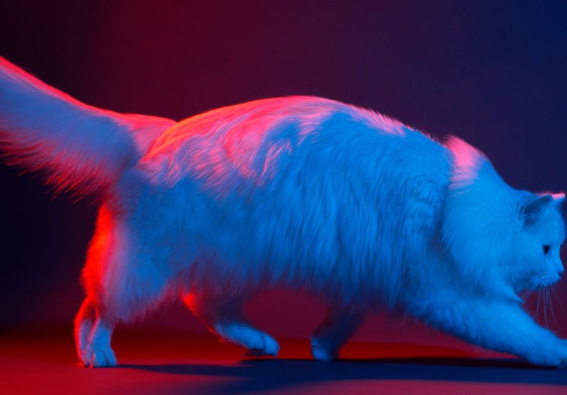 My Three Adopted Cats Love To Show Off So I Did A Studio Photoshoot Of Them