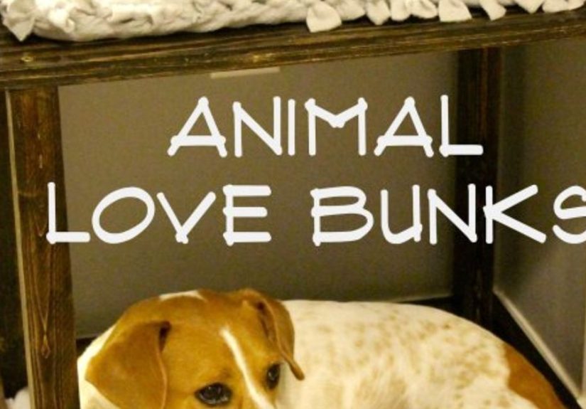 Pet Bunk Beds